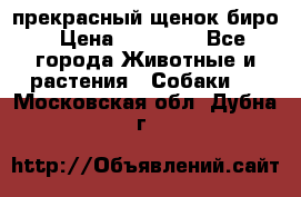 прекрасный щенок биро › Цена ­ 20 000 - Все города Животные и растения » Собаки   . Московская обл.,Дубна г.